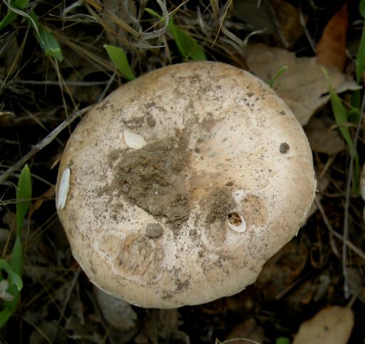 Amanita curtipes